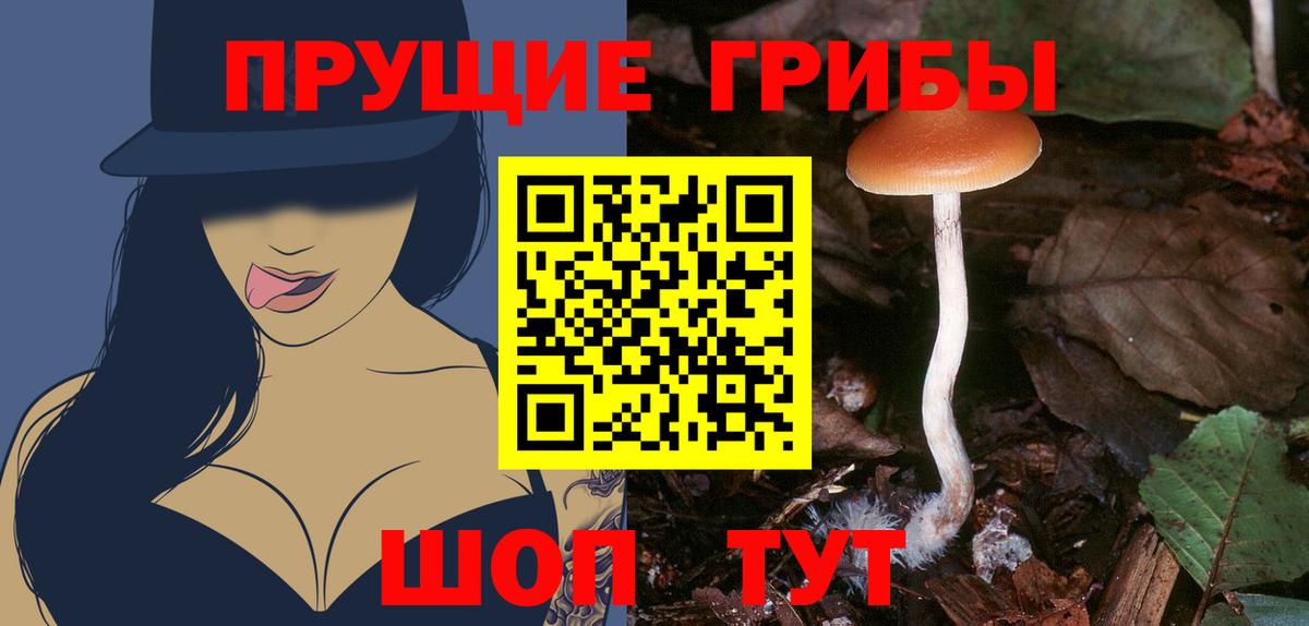 Псилоцибиновые грибы прущие грибы  Вход с VPN  Гурьевск  Галлюциногенные грибы Psilocybe 